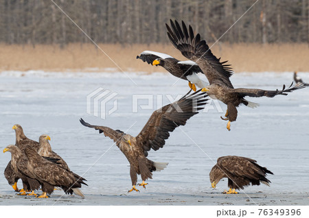 風蓮湖 冬景色 風蓮湖 冬景色 76349396