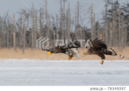 風蓮湖 冬景色 風蓮湖 冬景色 76349397