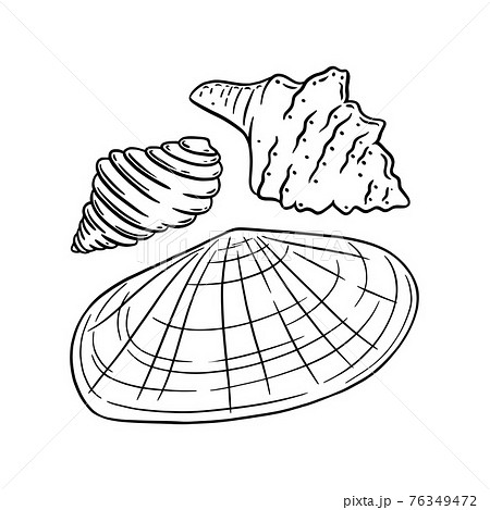Sunray Venus And Other Shells Isolated In White のイラスト素材