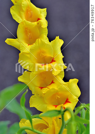 満開のグラジオラス 76349917