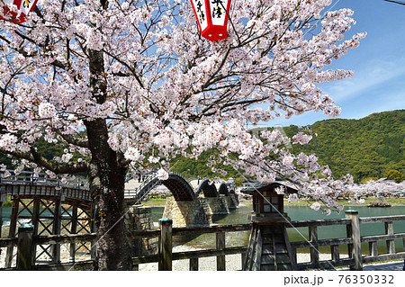 錦帯橋と風に揺れる桜 タイムラプスの写真素材