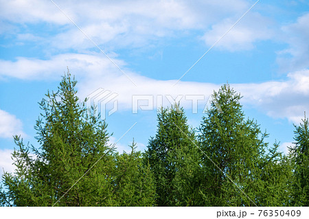 Crown of tall larch tree above head in the forest against a blue sky. Wild nature of the forests. 76350409