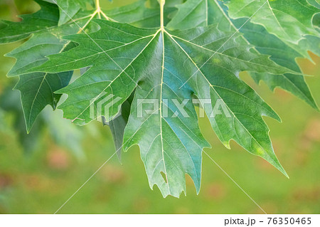 Green Leaves of Pltatanus oreintalis tree in sunset light Green Leaves of Pltatanus oreintalis tree in sunset light 76350465