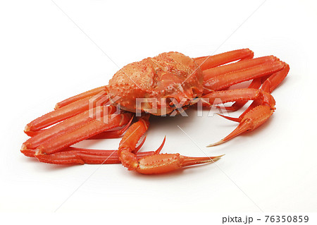 白い背景の上の北海道産紅ずわい蟹 76350859
