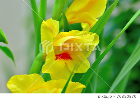 満開のグラジオラス 76350870