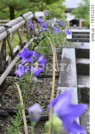 智積院　桔梗 76351233
