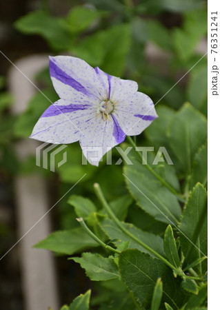 智積院　桔梗 76351241