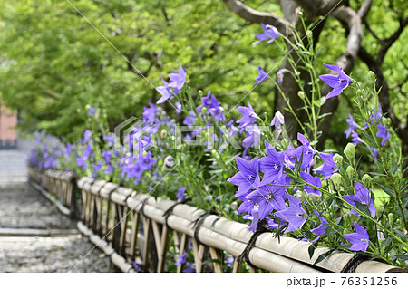 智積院　桔梗 76351256