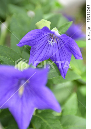 智積院　桔梗 76351263