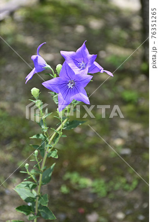 智積院　桔梗 76351265