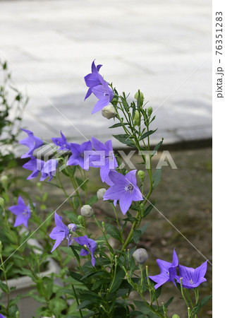 智積院 桔梗 智積院 桔梗 76351283