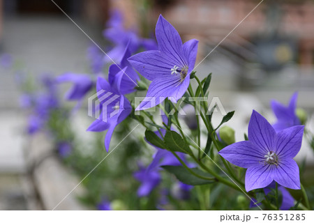 智積院　桔梗 76351285