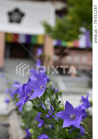 智積院　桔梗 76351287