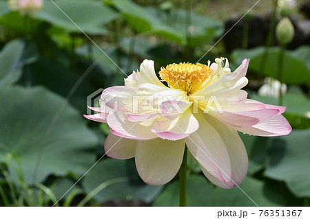 智積院 蓮 智積院 蓮 76351367