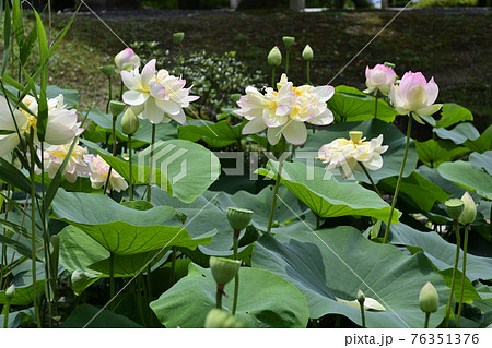 智積院 蓮 智積院 蓮 76351376