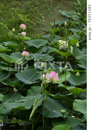 智積院 蓮 智積院 蓮 76351385