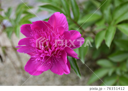 本満寺 芍薬 本満寺 芍薬 76351412