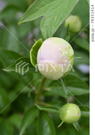 本満寺　芍薬（つぼみ） 76351414