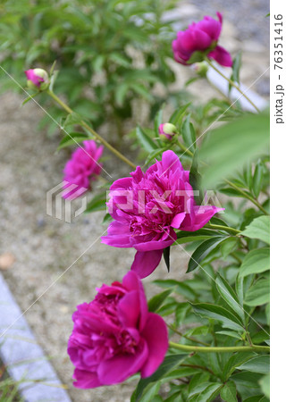 本満寺　芍薬 76351416