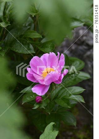 本満寺　芍薬 76351418