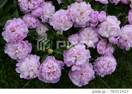 本満寺　芍薬 76351427