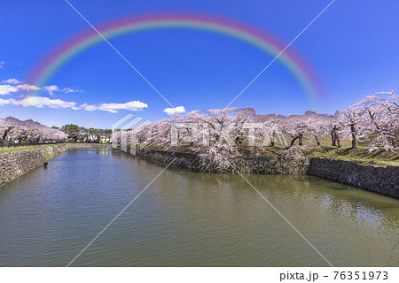 函館の五稜郭公園の満開の桜 函館の五稜郭公園の満開の桜 76351973
