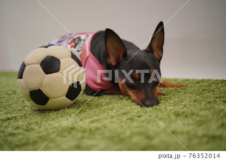 ミニチュアピンシャー姉弟 サッカー衣装 写真 ミニチュアピンシャー姉弟 サッカー衣装 写真 76352014