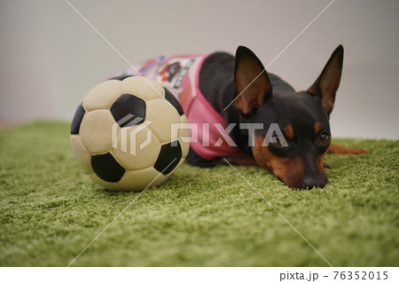 ミニチュアピンシャー姉弟 サッカー衣装 写真 ミニチュアピンシャー姉弟 サッカー衣装 写真 76352015
