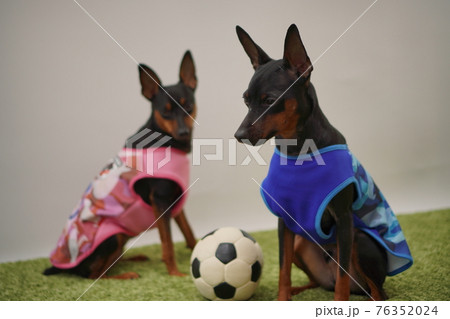 ミニチュアピンシャー姉弟 サッカー衣装 写真 ミニチュアピンシャー姉弟 サッカー衣装 写真 76352024