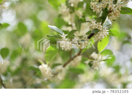 アキグミ(秋茱萸)の花 アキグミ(秋茱萸)の花 76352105
