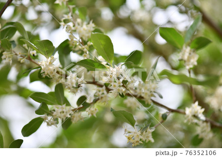 アキグミ（秋茱萸）の花 76352106