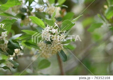 アキグミ（秋茱萸）の花 76352108