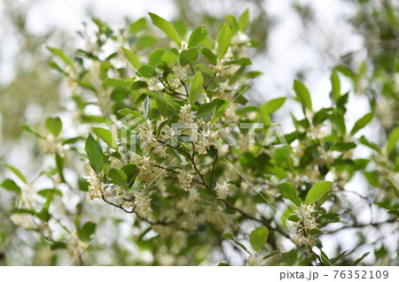 アキグミ（秋茱萸）の花 76352109