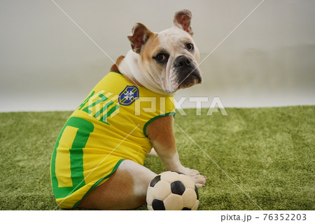 イングリッシュブルドッグ子犬　サッカー衣装　ブラジル代表10番　写真 76352203