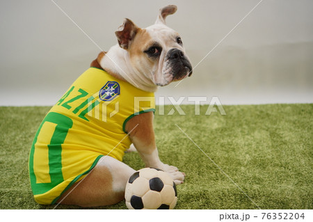 イングリッシュブルドッグ子犬 サッカー衣装 ブラジル代表10番 写真 イングリッシュブルドッグ子犬 サッカー衣装 ブラジル代表10番 写真 76352204