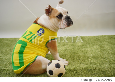 イングリッシュブルドッグ子犬 サッカー衣装 ブラジル代表10番 写真 イングリッシュブルドッグ子犬 サッカー衣装 ブラジル代表10番 写真 76352205