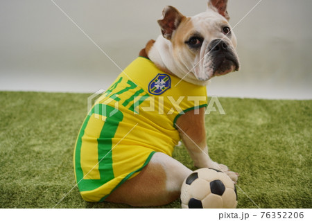 イングリッシュブルドッグ子犬 サッカー衣装 ブラジル代表10番 写真 イングリッシュブルドッグ子犬 サッカー衣装 ブラジル代表10番 写真 76352206