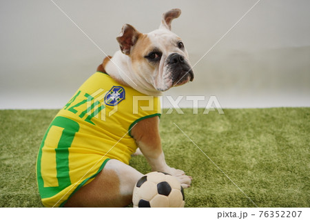 イングリッシュブルドッグ子犬 サッカー衣装 ブラジル代表10番 写真 イングリッシュブルドッグ子犬 サッカー衣装 ブラジル代表10番 写真 76352207