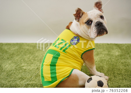 イングリッシュブルドッグ子犬 サッカー衣装 ブラジル代表10番 写真 イングリッシュブルドッグ子犬 サッカー衣装 ブラジル代表10番 写真 76352208