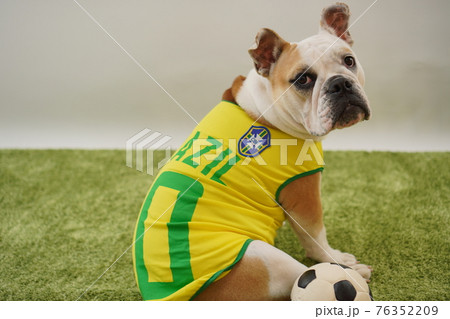 イングリッシュブルドッグ子犬 サッカー衣装 ブラジル代表10番 写真 イングリッシュブルドッグ子犬 サッカー衣装 ブラジル代表10番 写真 76352209