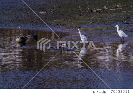 福岡県小郡市の大添堤の野鳥 76352311
