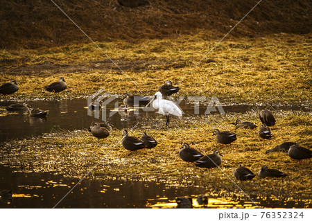 福岡県小郡市の大添堤の野鳥 福岡県小郡市の大添堤の野鳥 76352324