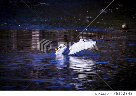 福岡県小郡市の大添堤の野鳥 76352348