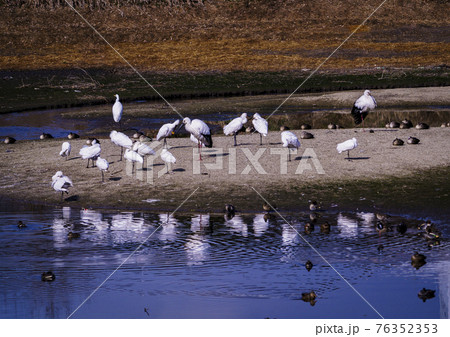 福岡県小郡市の大添堤の野鳥 76352353