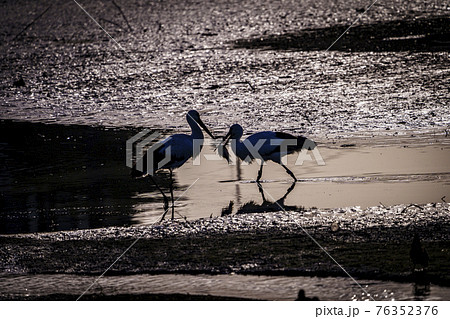 福岡県小郡市の大添堤の野鳥 福岡県小郡市の大添堤の野鳥 76352376