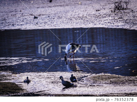 福岡県小郡市の大添堤の野鳥 76352378