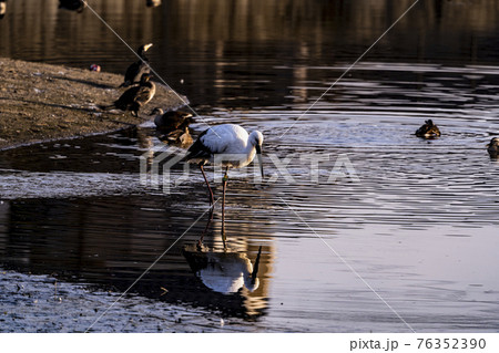 福岡県小郡市の大添堤の野鳥 福岡県小郡市の大添堤の野鳥 76352390
