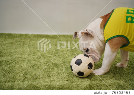 イングリッシュブルドッグ子犬 サッカー衣装 ブラジル代表10番 写真 イングリッシュブルドッグ子犬 サッカー衣装 ブラジル代表10番 写真 76352463