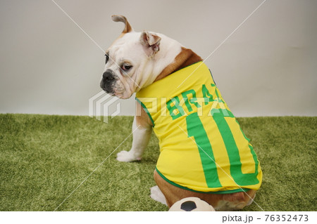 イングリッシュブルドッグ子犬 サッカー衣装 ブラジル代表10番 写真 イングリッシュブルドッグ子犬 サッカー衣装 ブラジル代表10番 写真 76352473
