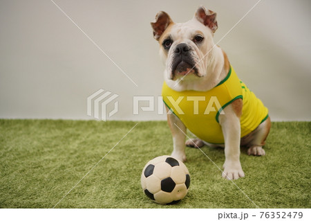イングリッシュブルドッグ子犬 サッカー衣装 ブラジル代表10番 写真 イングリッシュブルドッグ子犬 サッカー衣装 ブラジル代表10番 写真 76352479